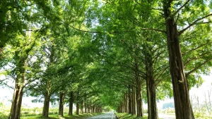 たくさんの緑に癒される…滋賀のメタセコイア並木道を見に行ってきました